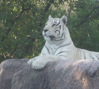 Magestuoso tigre blanco